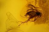 Two Fossil Flies (Diptera) In Baltic Amber #139069-2
